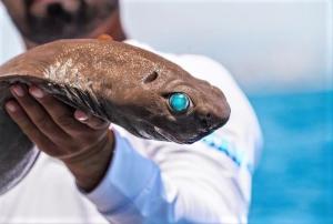 Balıkçının Oltasına, ‘Işık Saçan’ Köpek Balığı Takıldı