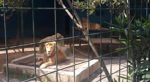Selfie için kafese giren aileye aslan saldırdı! Feci son